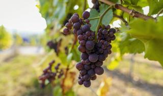 正规葡萄酒的酿造方法 葡萄酒怎么酿造
